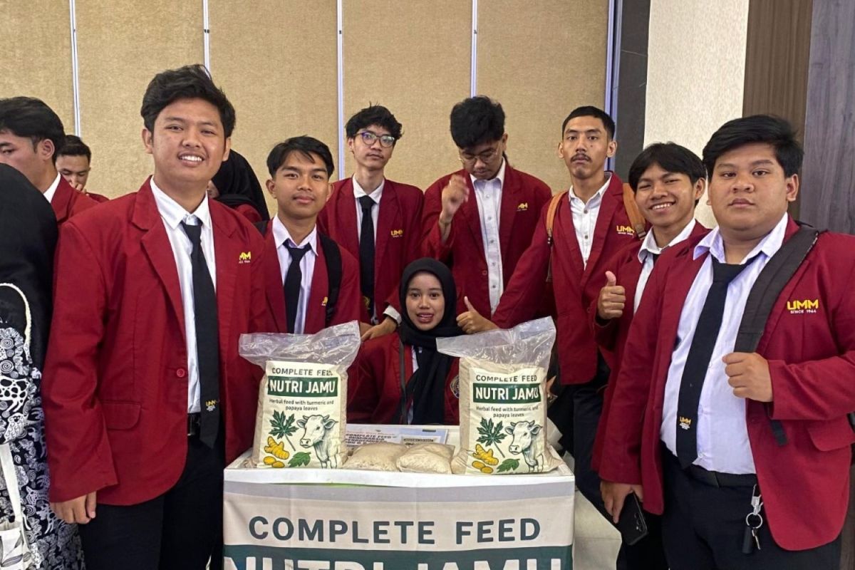 Mahasiswa UMM buat Nutri Jamu untuk atasi residu kimia pada kambing dan sapi
