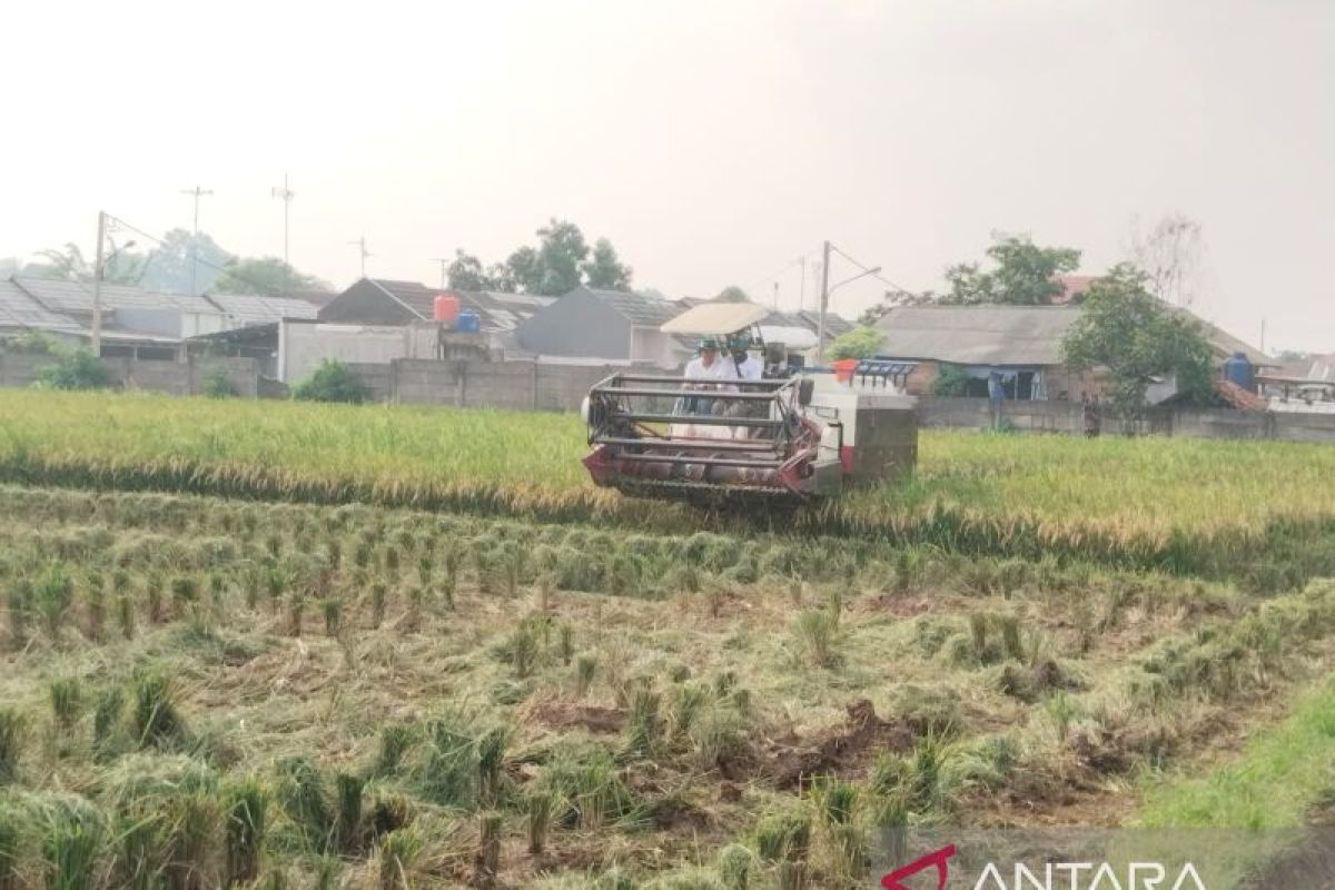 Kabupaten Karawang terus kejar produksi padi tahun 2025