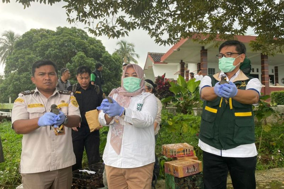 Karantina Banten gagalkan penyelundupan 742 burung liar di Merak