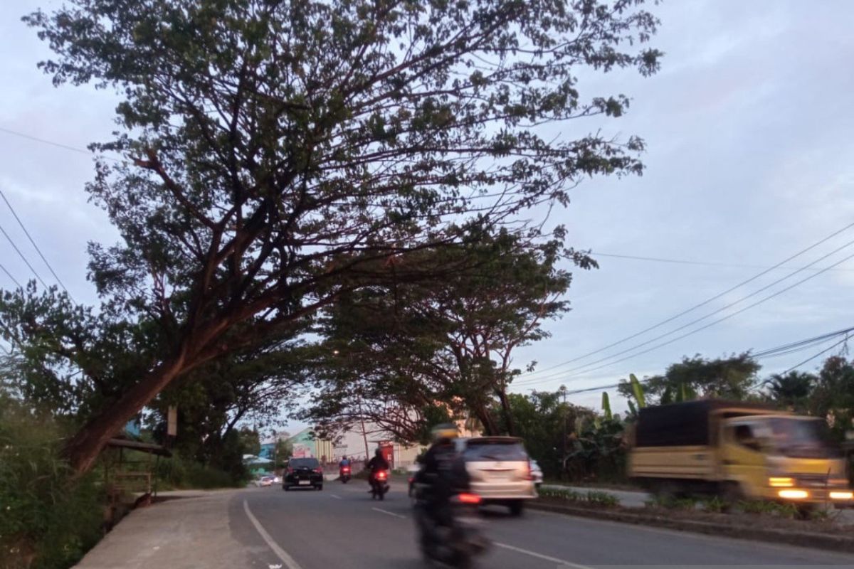 BPBD Jayapura imbau masyarakat waspada pohon tumbang