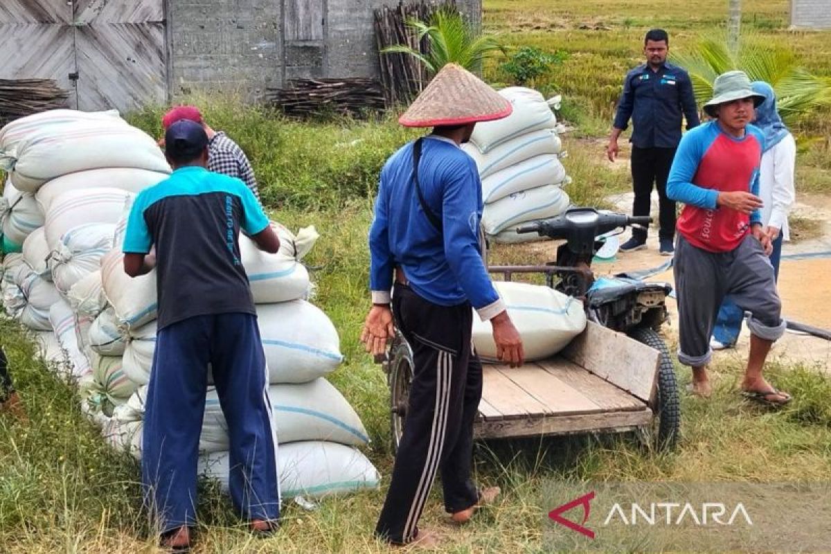 Produksi beras konsumsi diprediksi capai 2,28 juta ton Juni 2025