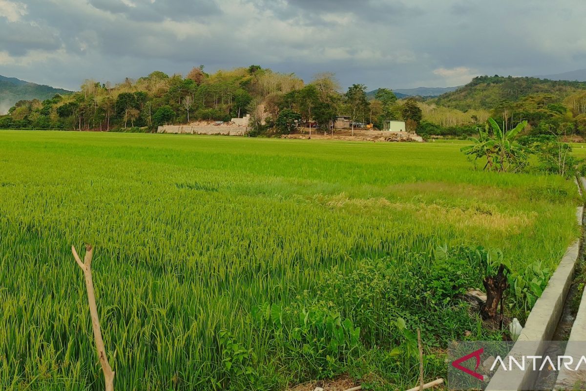 BMKG imbau petani di Mabar waspadai kondisi cuaca yang dinamis