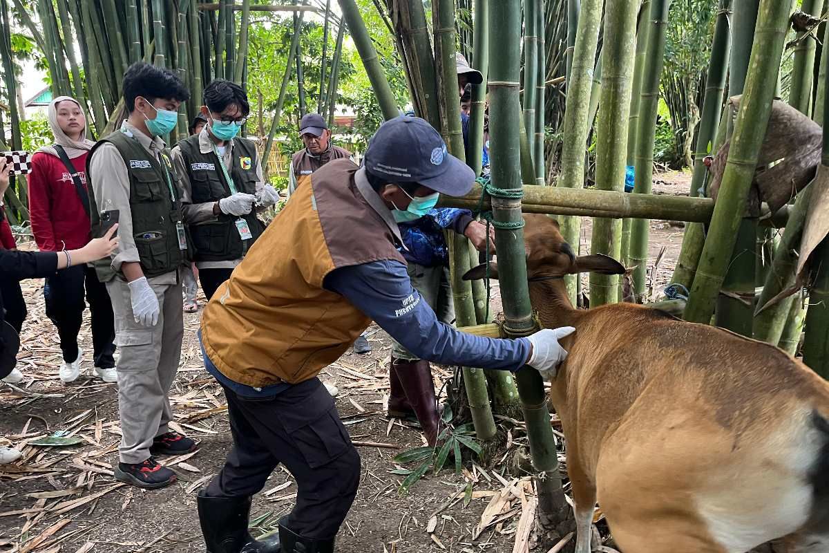 120 sapi di Maros terkena PMK