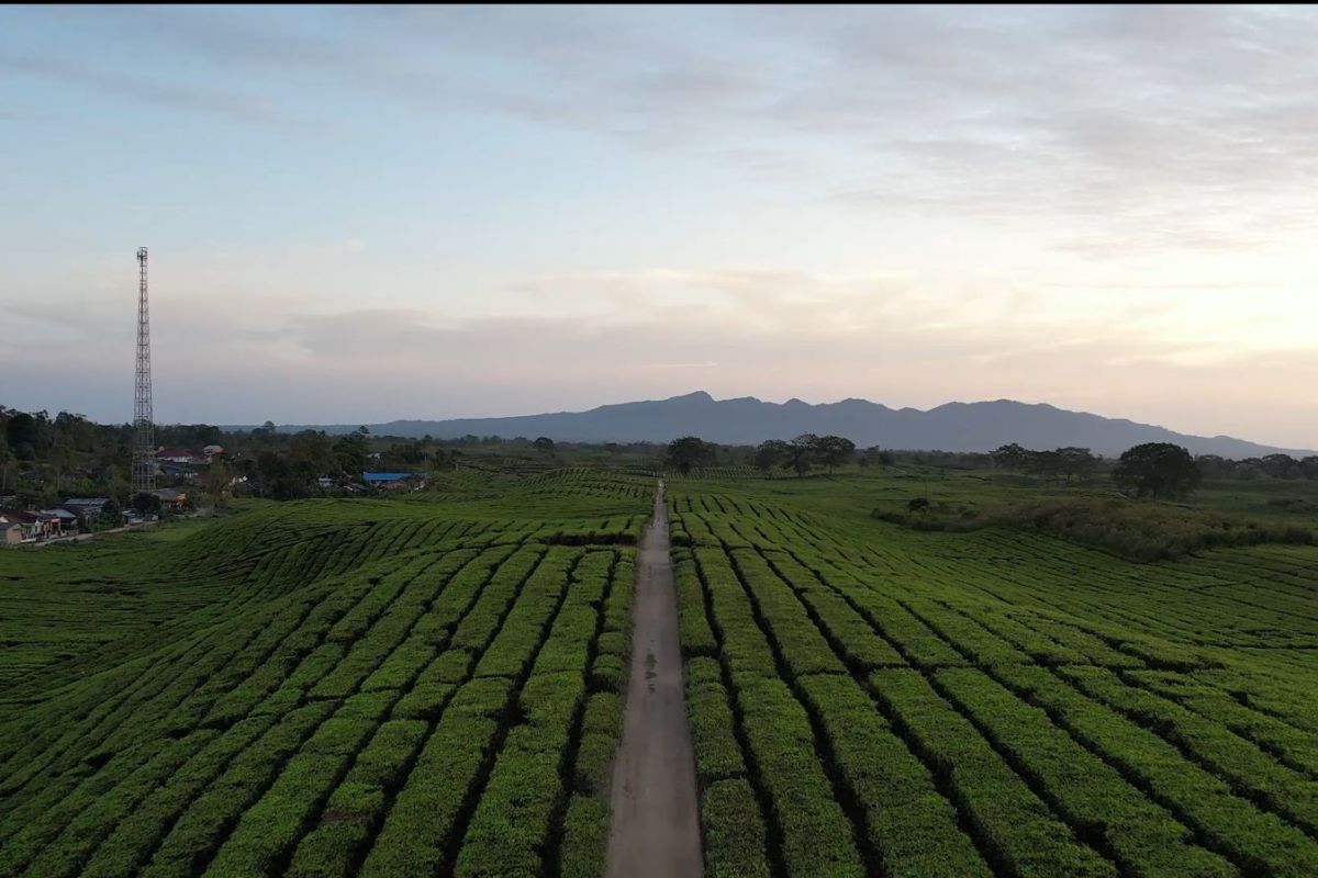 PTPN mendorong gelaran APRC daya tarik pariwisata di Sumut