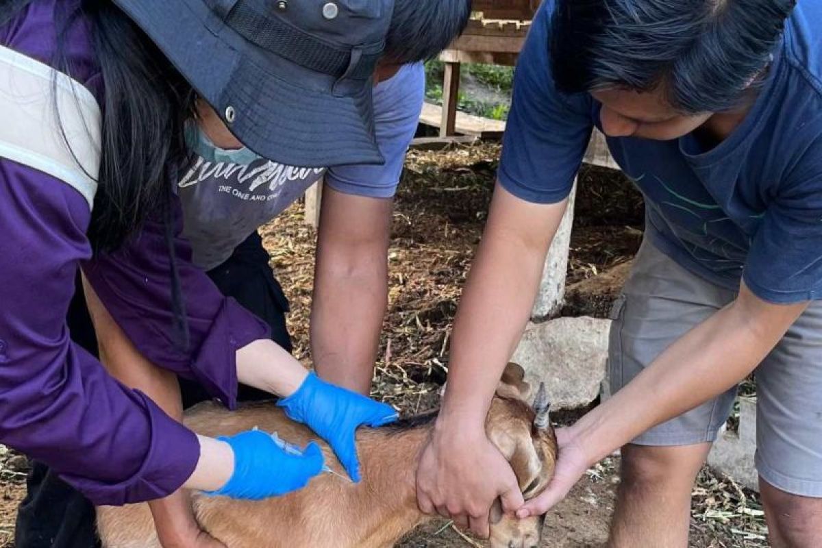 230 ternak di Maros  divaksin usai terkena PMK