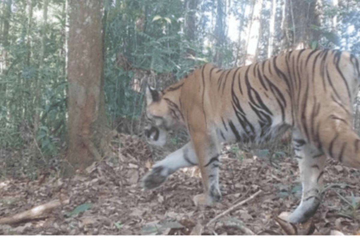 Camera traps capture 42 Sumatran tigers in Bengkulu forests: Ministry