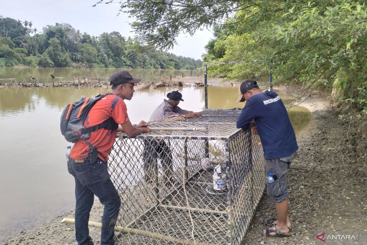 BKSDA pindahkan perangkap buaya ke lokasi lain di Aceh Barat