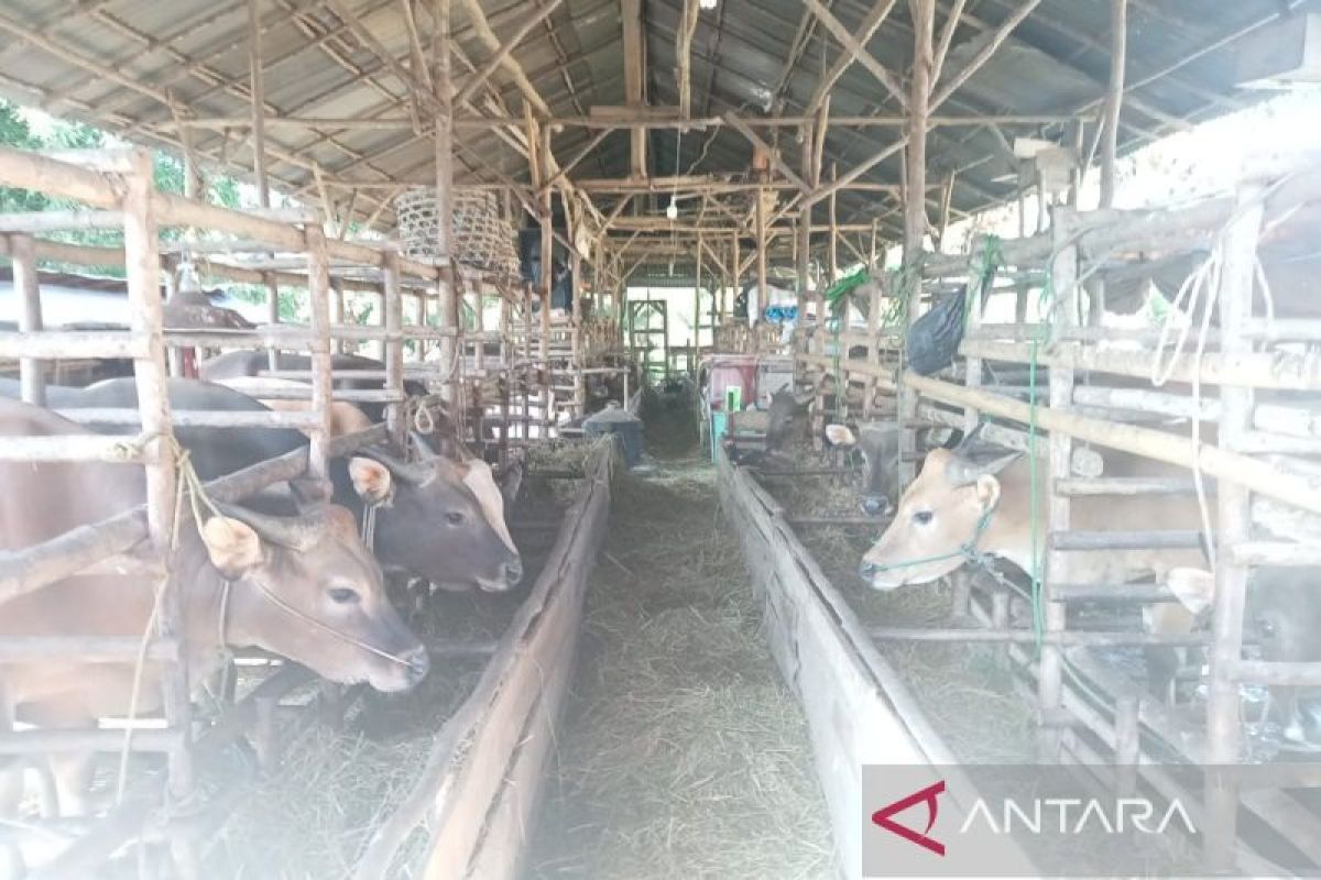 Pemprov salurkan 13.900 dosis vaksin antisipasi PMK di Bengkulu