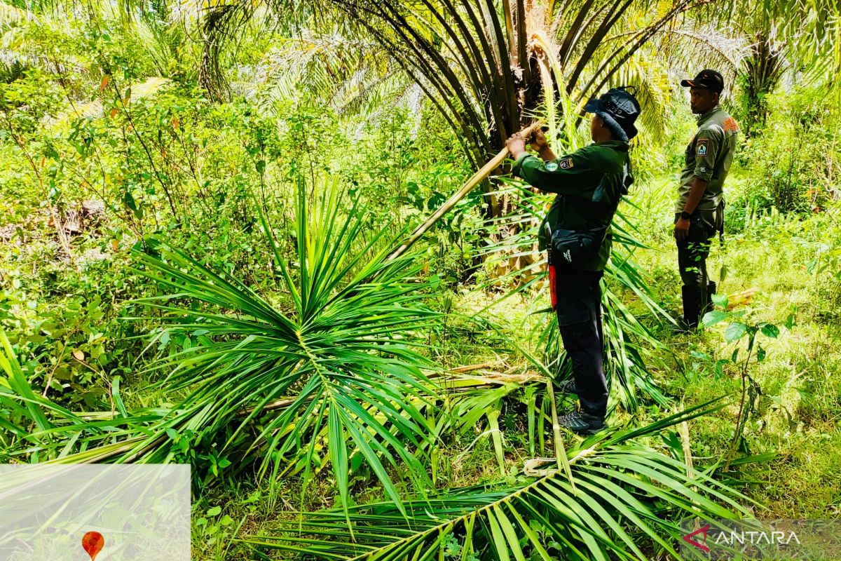 BPBD Aceh Barat hentikan pemasangan kalung GPS karena gajah liar mengamuk