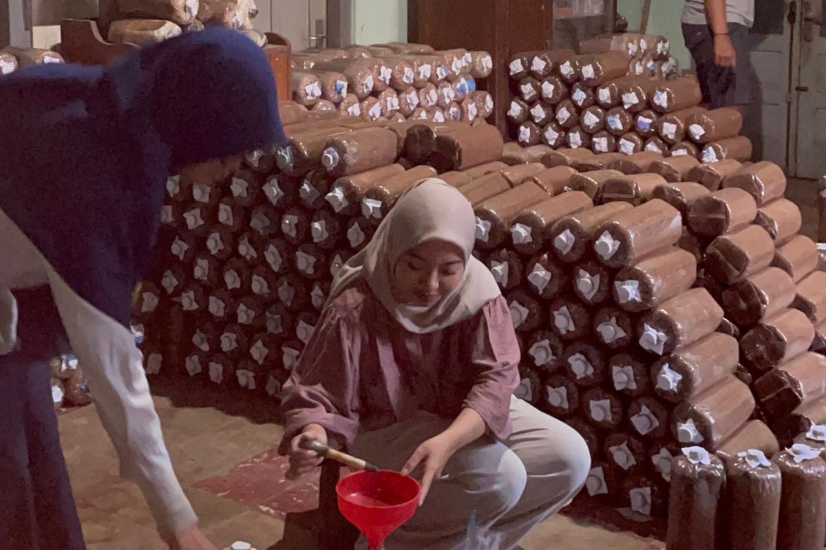 Mahasiswa UMS ciptakan solusi budidaya jamur tiram modern dan efisien