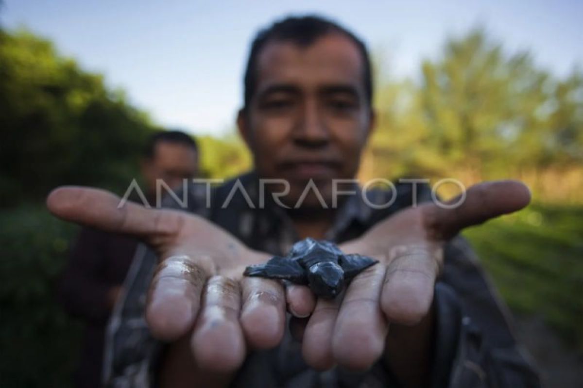 DKP DIY minta warga tak buang sampah sembarangan cegah penyu mati