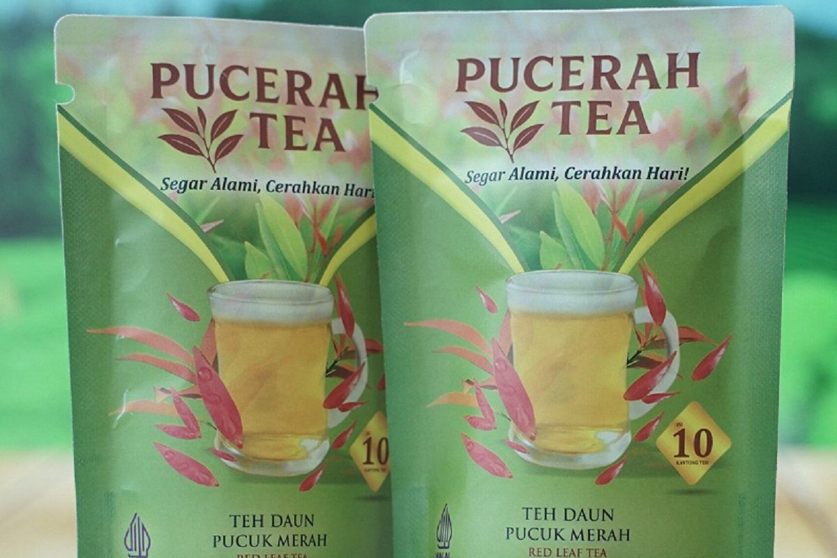 Unja temukan tanaman pucuk merah bisa jadi minuman antioksidan tinggi