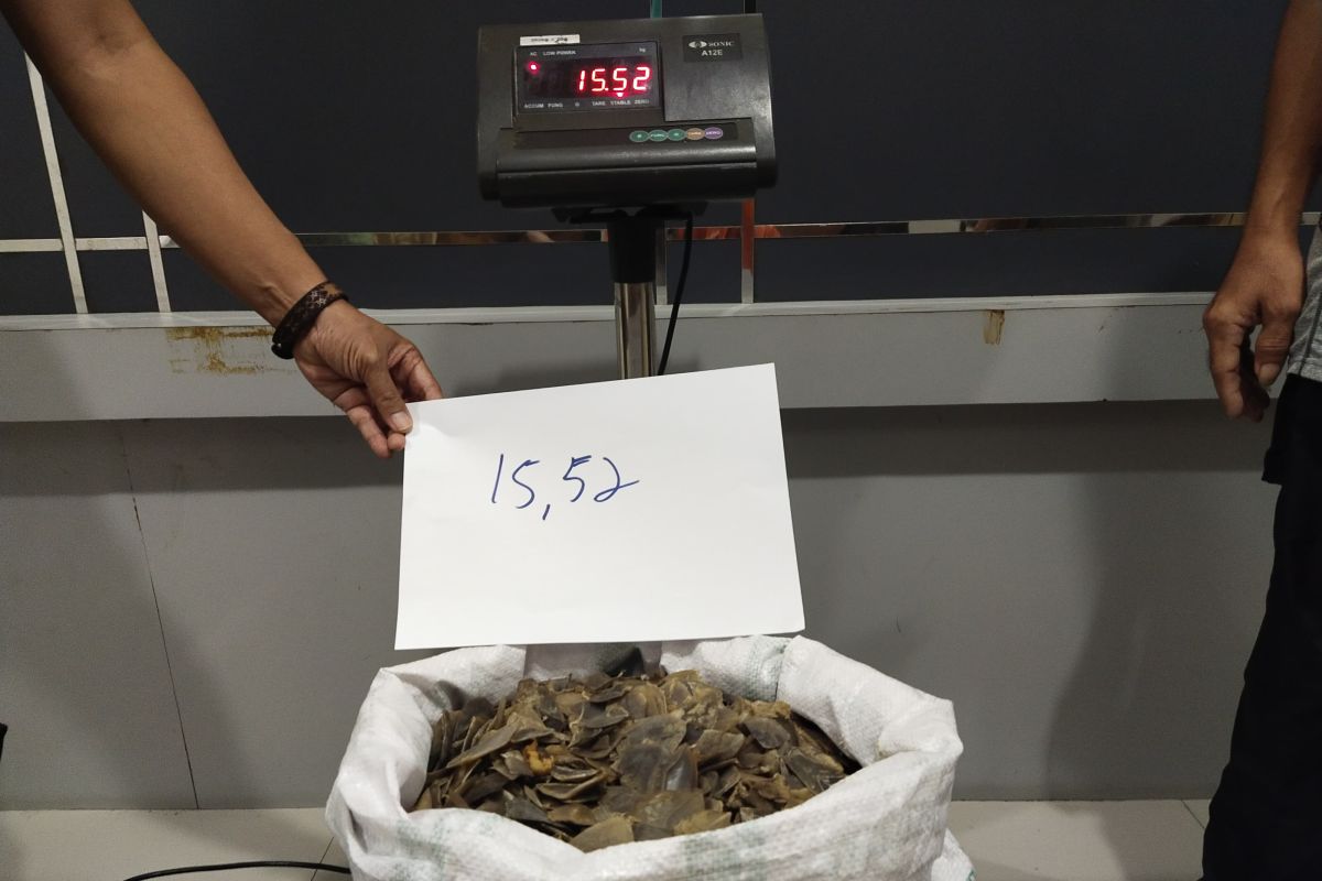 Kemenhut gagalkan penjualan 15,52 kg sisik trenggiling di Kalbar