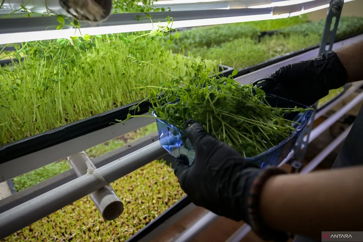 Bertani di lahan pekarangan bisa panen sayur setiap 15 hari