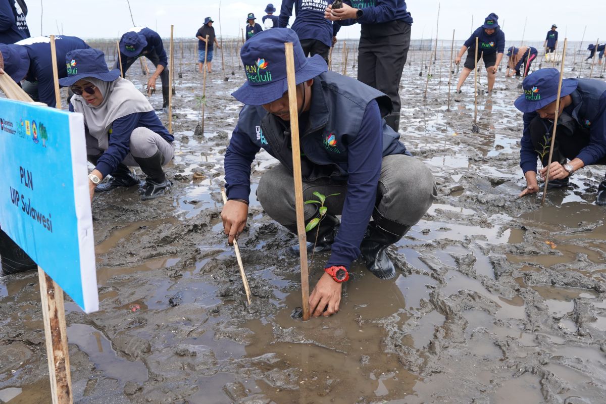 PLN UIP Sulawesi tanam 7.000 bibit mangrove di Tamalatea Jeneponto