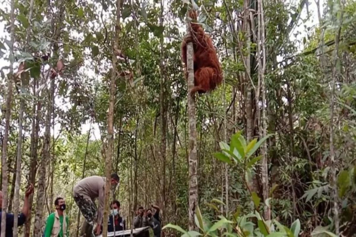 Kajian terbaru dukung penguatan koridor ekologis orang utan tapanuli