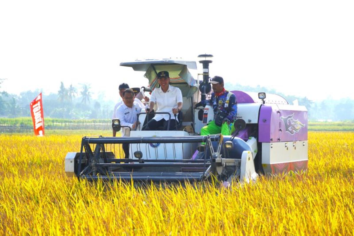 Optimalisasi lahan sawah di OKI berhasil tingkatkan Indeks Pertanaman