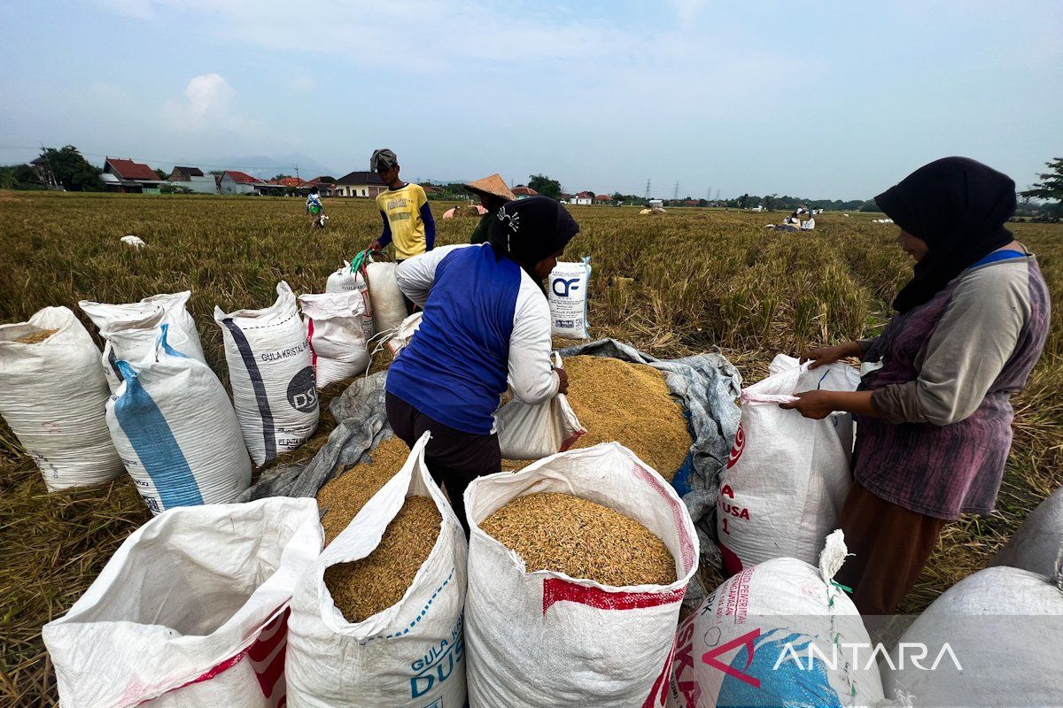 HPP gabah Rp6.500 per kg bikin semangat petani Cirebon langsung naik
