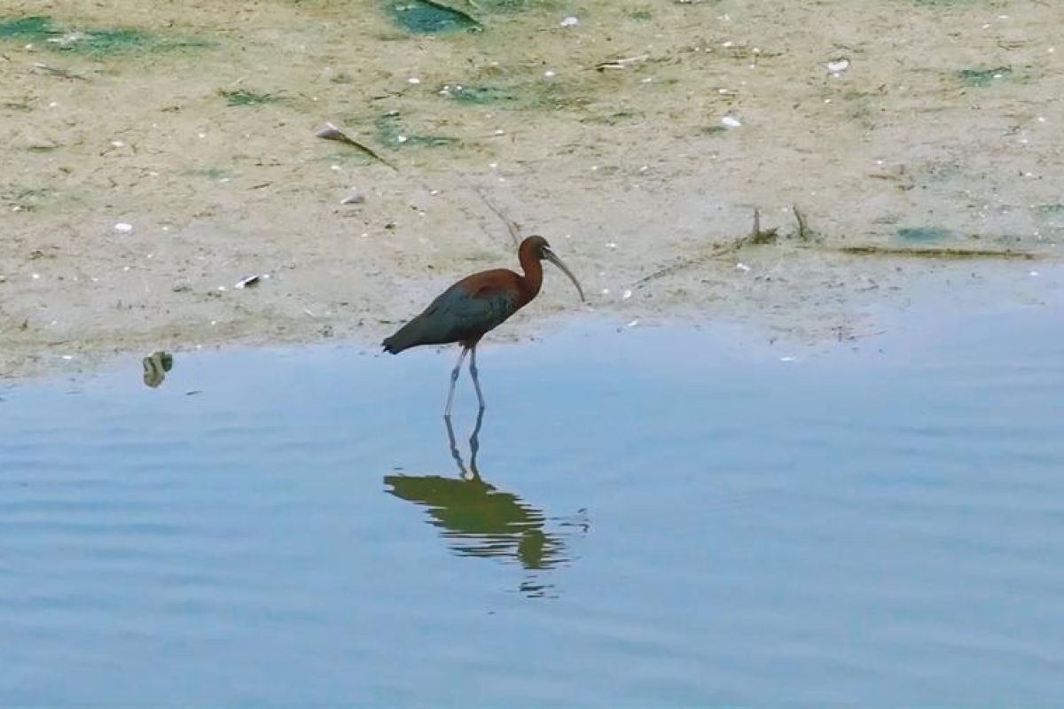 Burung ibis rokoroko langka kembali ke lahan Basah China utara