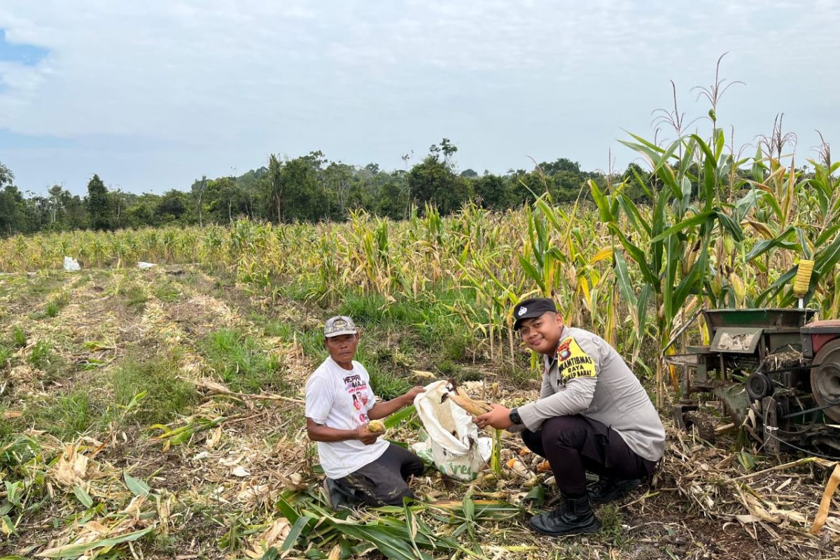 Polres Lingga panen 2,5 ton jagung bersama masyarakat