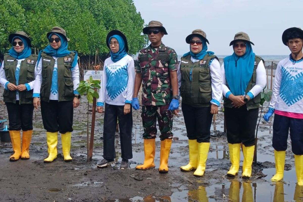 Pemprov Maluku Utara tanam 240 pohon mangrove di pesisir  Gambesi