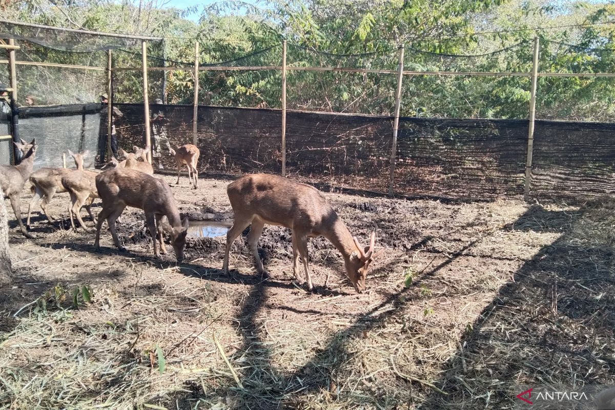 Menjaga kelestarian rusa timor demi masa depan konservasi 