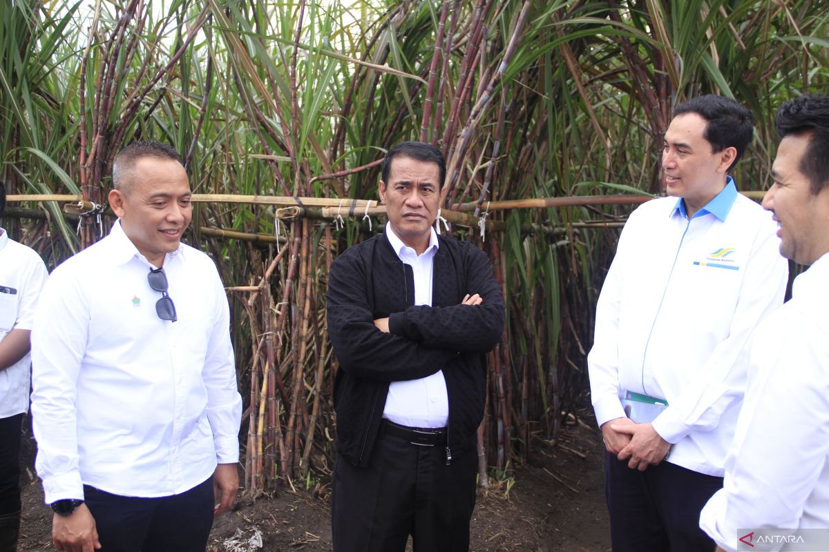 Danantara promises Rp1.5 trln to buy unsold farmers’ sugar