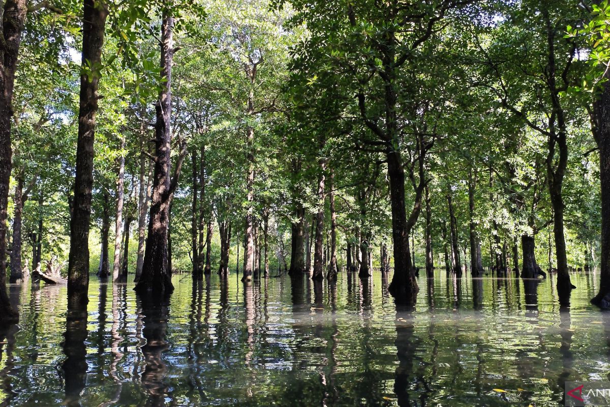 Exploring Sulaiman Bay's mangrove wildlife haven