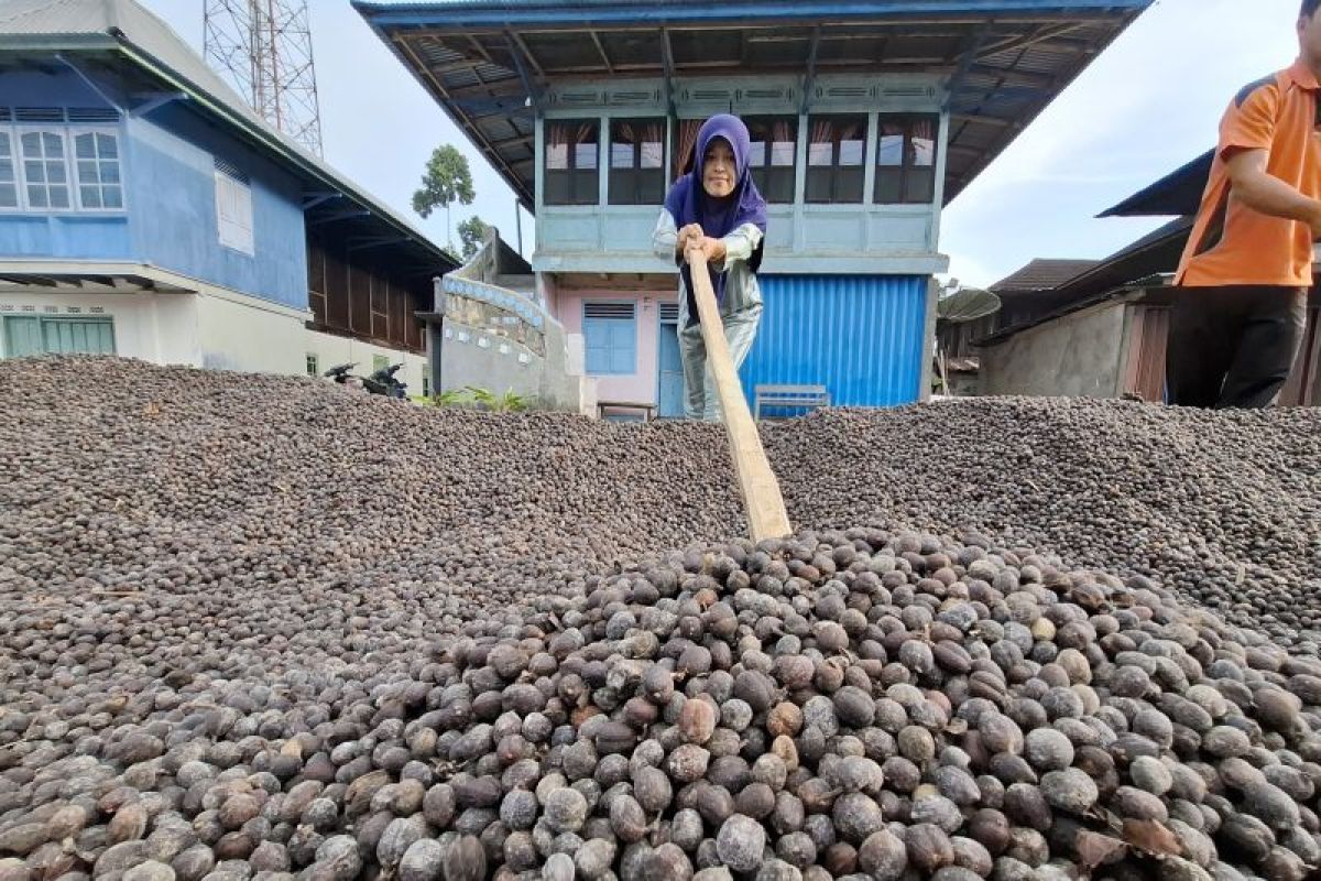 Tanggamus named main focus of ICARE program for coffee farmers