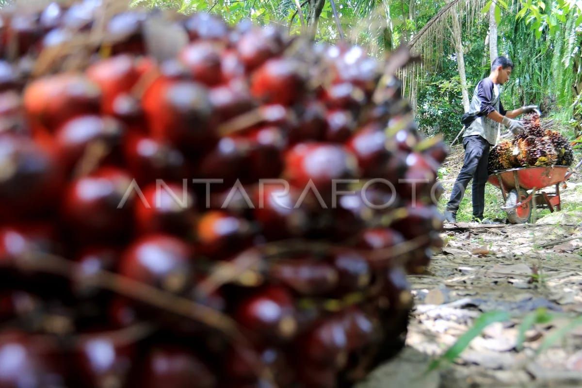 Dana replanting program PSR di Aceh Jaya sudah mencapai Rp129 miliar