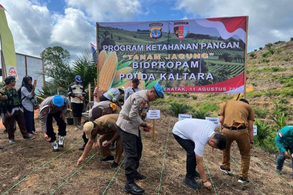 Polda Kaltara Dukung Ketahanan Pangan Dengan Menanam Jagung