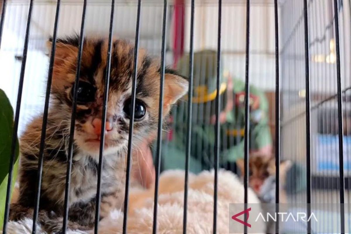 Warga Sampit serahkan Macan dan Belang ke BKSDA