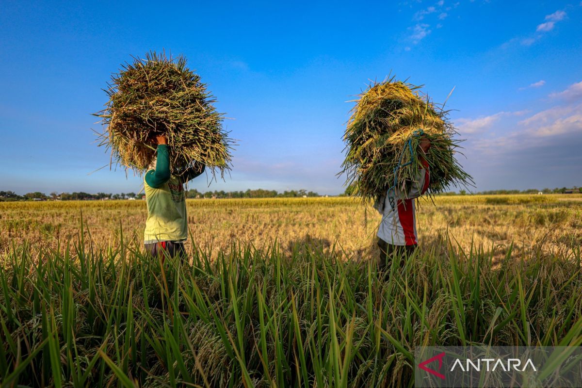 Indonesia's rice stock strong amid uncertainty, El Ni&ntilde;o: minister