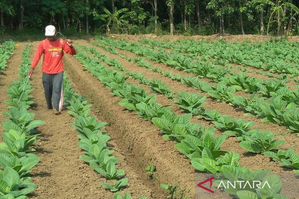 Pemkab Sumenep Jatim tetapkan BPP tembakau Rp67.929 per kilogram