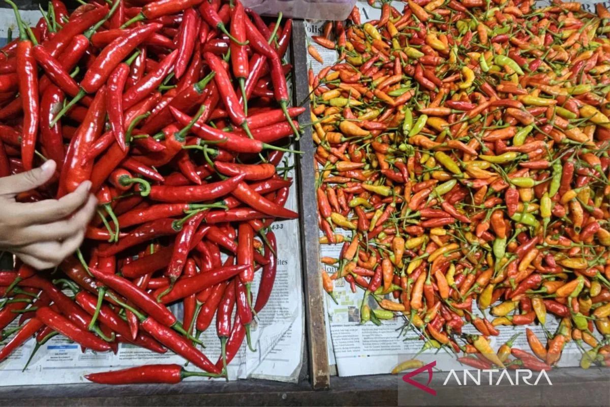 Bapanas catat harga cabai rawit Rp45.485/kg, bawang merah Rp47.658/kg