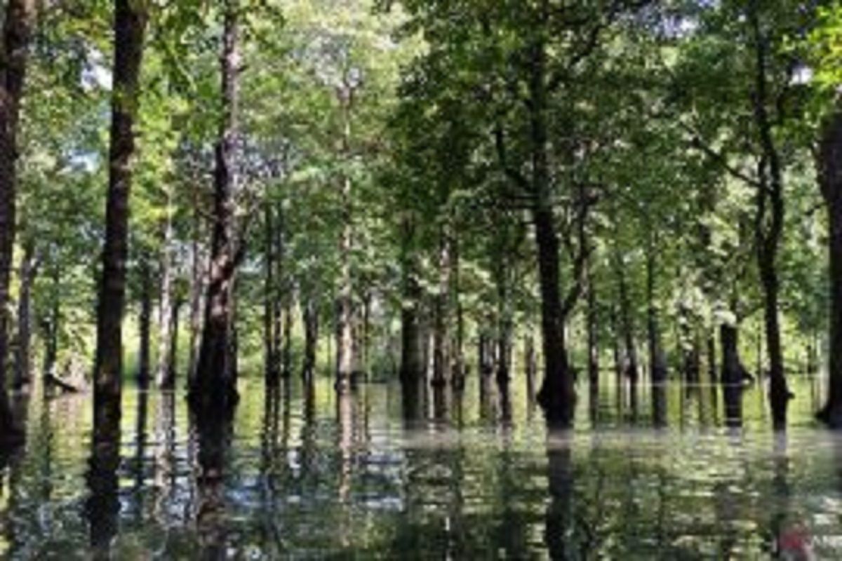 Petualangan Menyusuri Pesona Hutan Mangrove Teluk Sulaiman, Permata Hijau Kalimantan Timur
