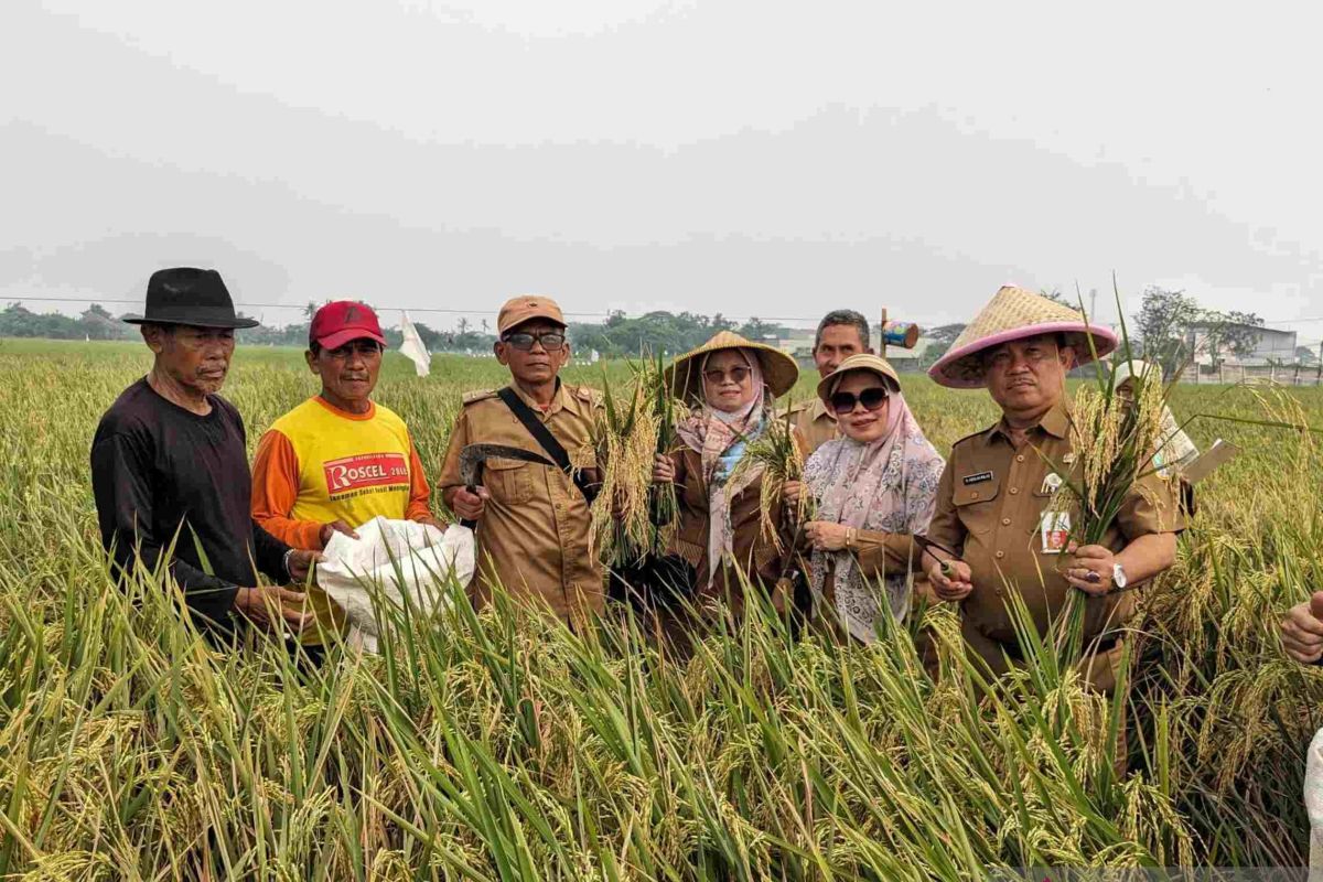 Dinas Pertanian Bekasi intensifkan pengendalian hama terpadu