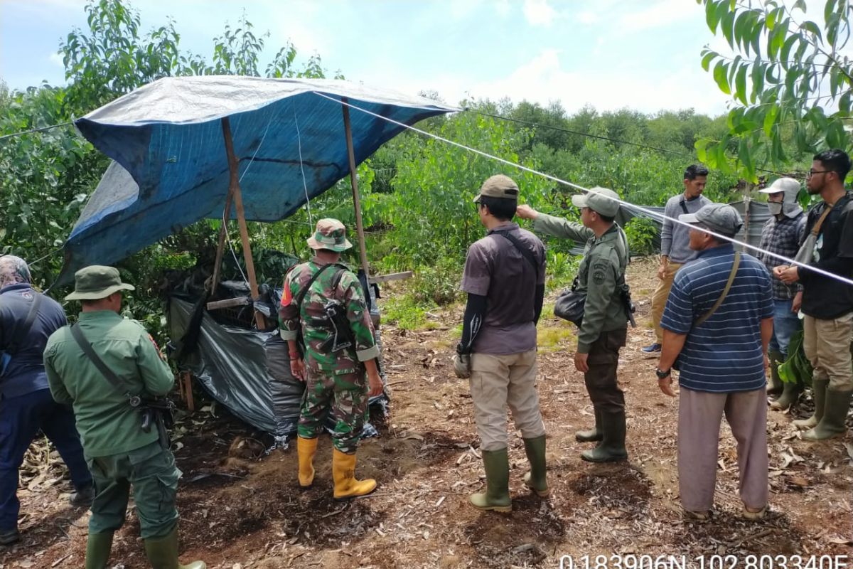 Seekor harimau sumatera masuk ke kandang perangkap BBKSDA Riau