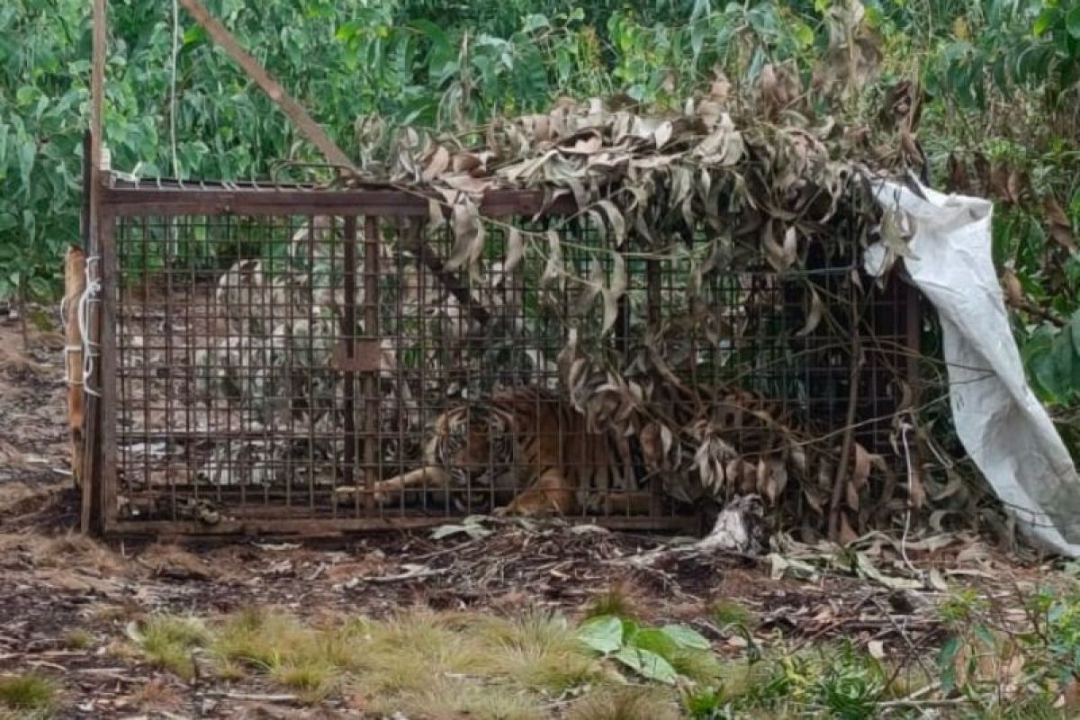Harimau Sumatera yang tewaskan pekerja hutan masuk perangkap BBKSDA Riau