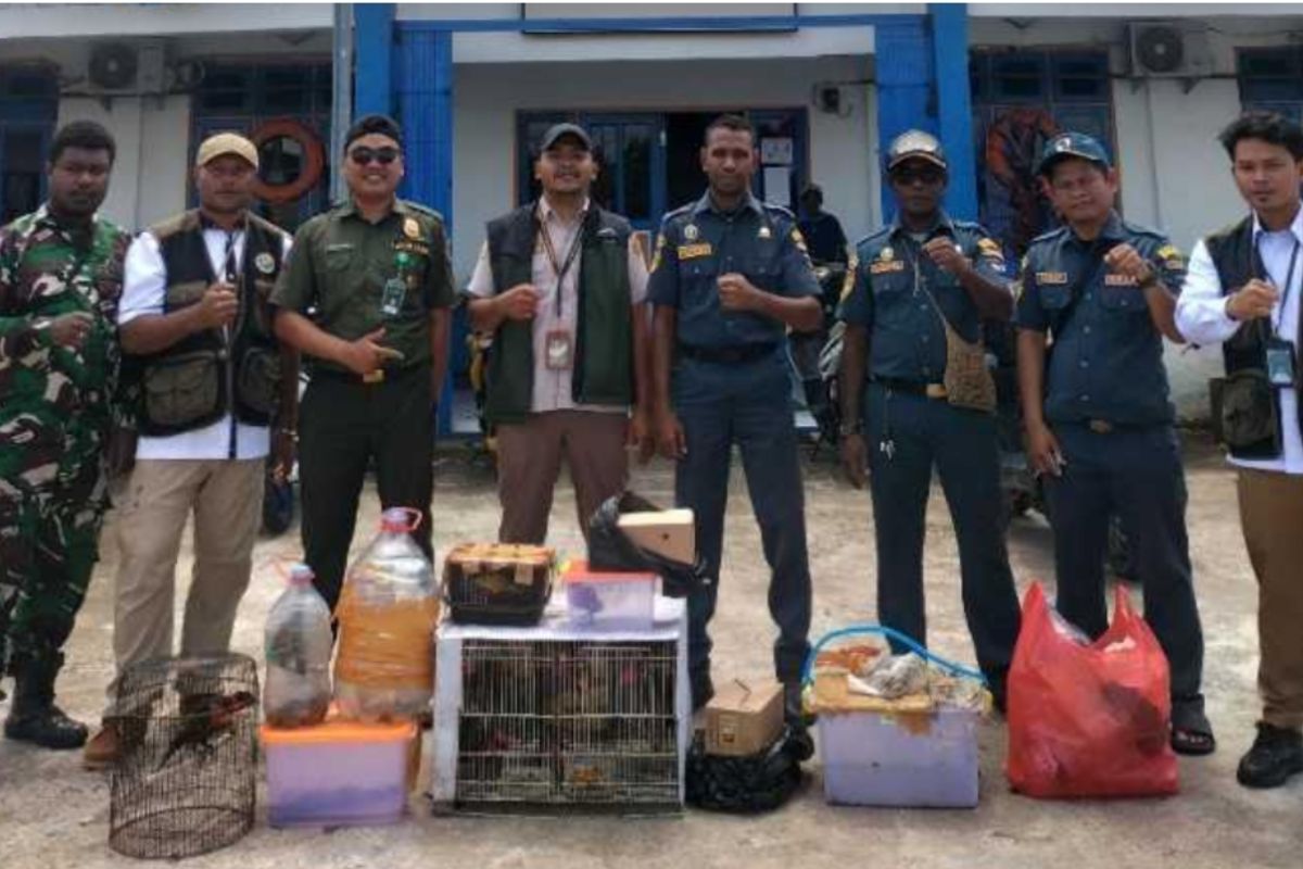 Petugas Karantina Papua Selatan gagalkan penyelundupan 47 satwa dilindungi