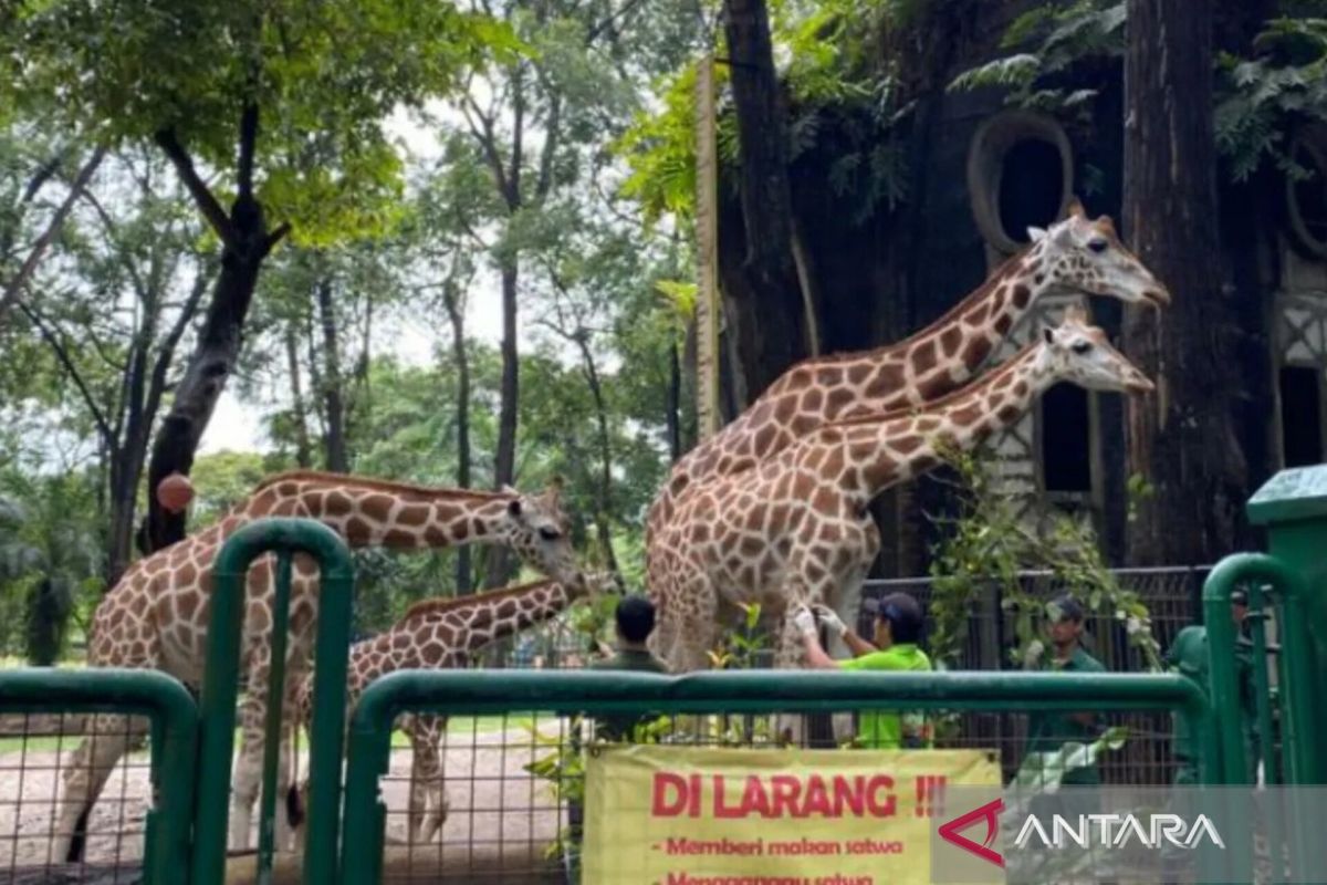 Ragunan targetkan 90.000 pengunjung selama libur HUT RI