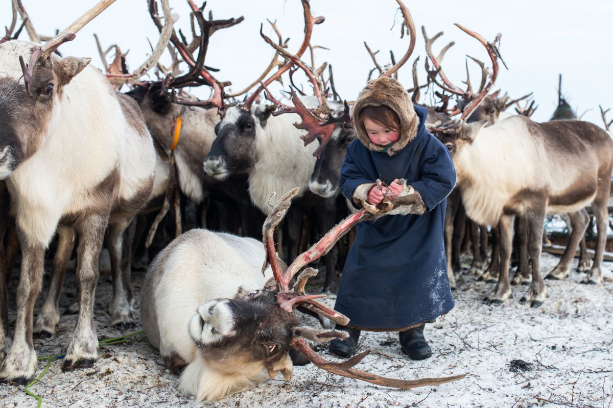 Krisis iklim berpotensi pangkas populasi rusa Arktika hingga 80 persen