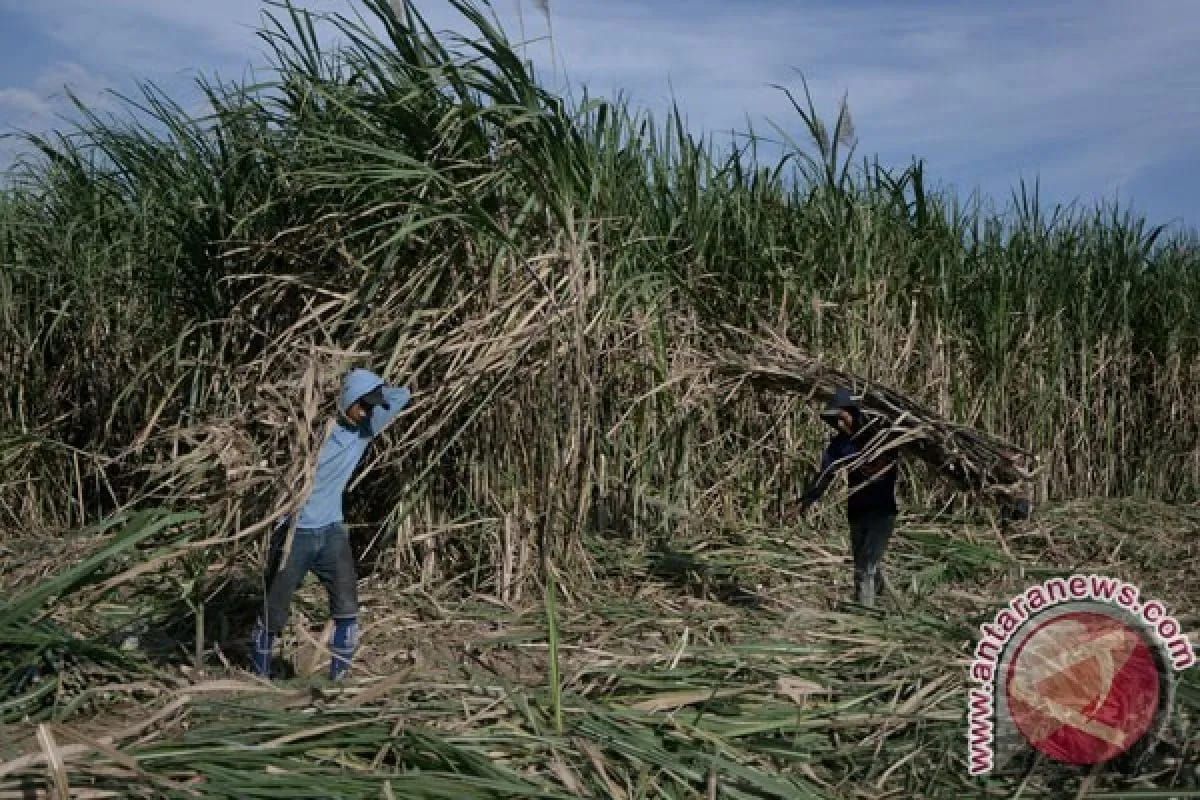 Govt allocates 1.5 trillion rupiahs to purchase local farmers' sugar