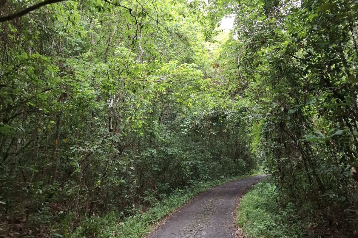 Dishut Lampung imbau masyarakat tak beraktivitas dalam kawasan hutan