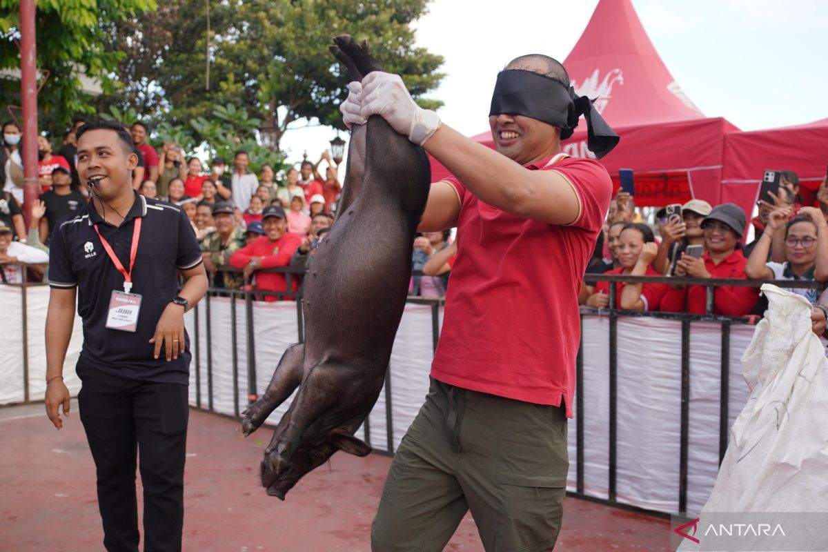 Pemkab Gianyar Bali adakan lomba tangkap anak babi sambut HUT RI