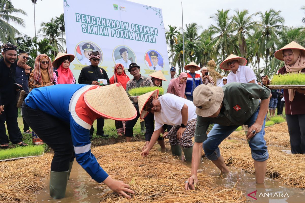 Padang Pariaman adakan festival tani untuk penguatan ketahanan pangan