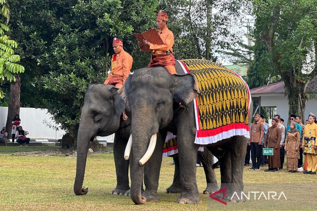 Dua gajah jinak jadi petugas upacara HUT RI ke-80
