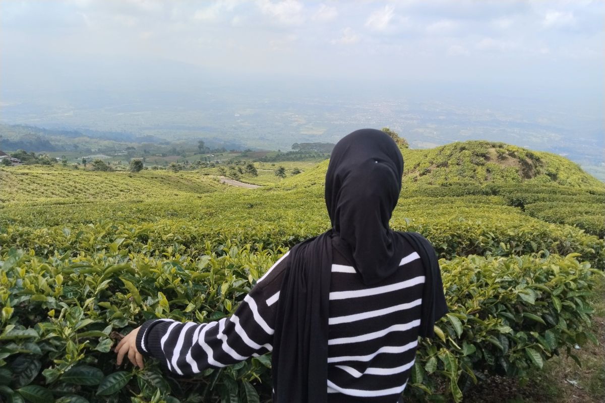 825 pendaki padati puncak Gunung Dempo dalam momentum HUT RI
