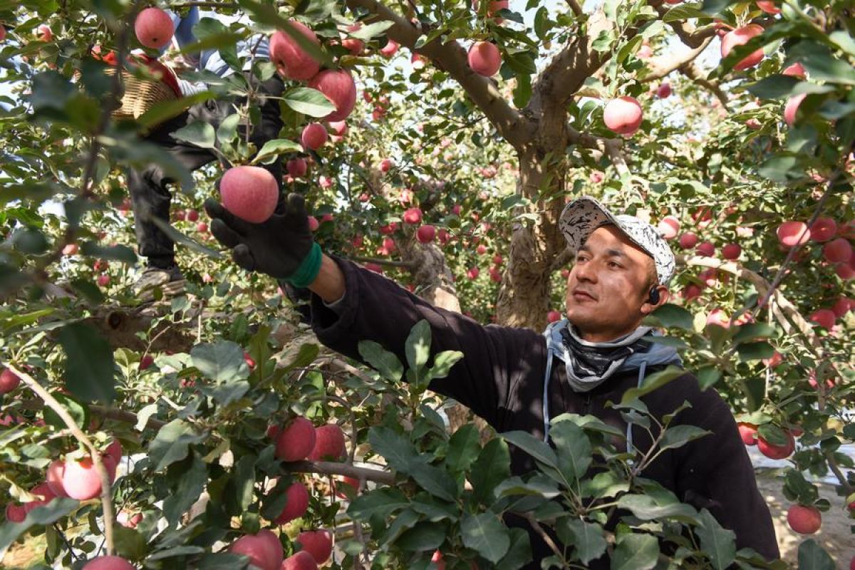 Xinjiang buka rute penerbangan kargo untuk buah dan sayuran ke Dubai