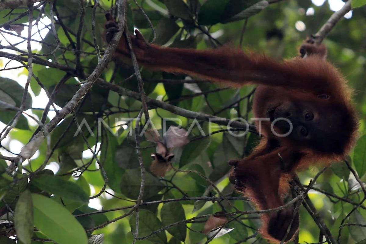 OIC imbau masyarakat berhenti perdagangkan orang utan